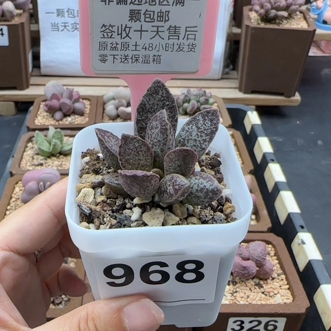 968青龙多肉植物
