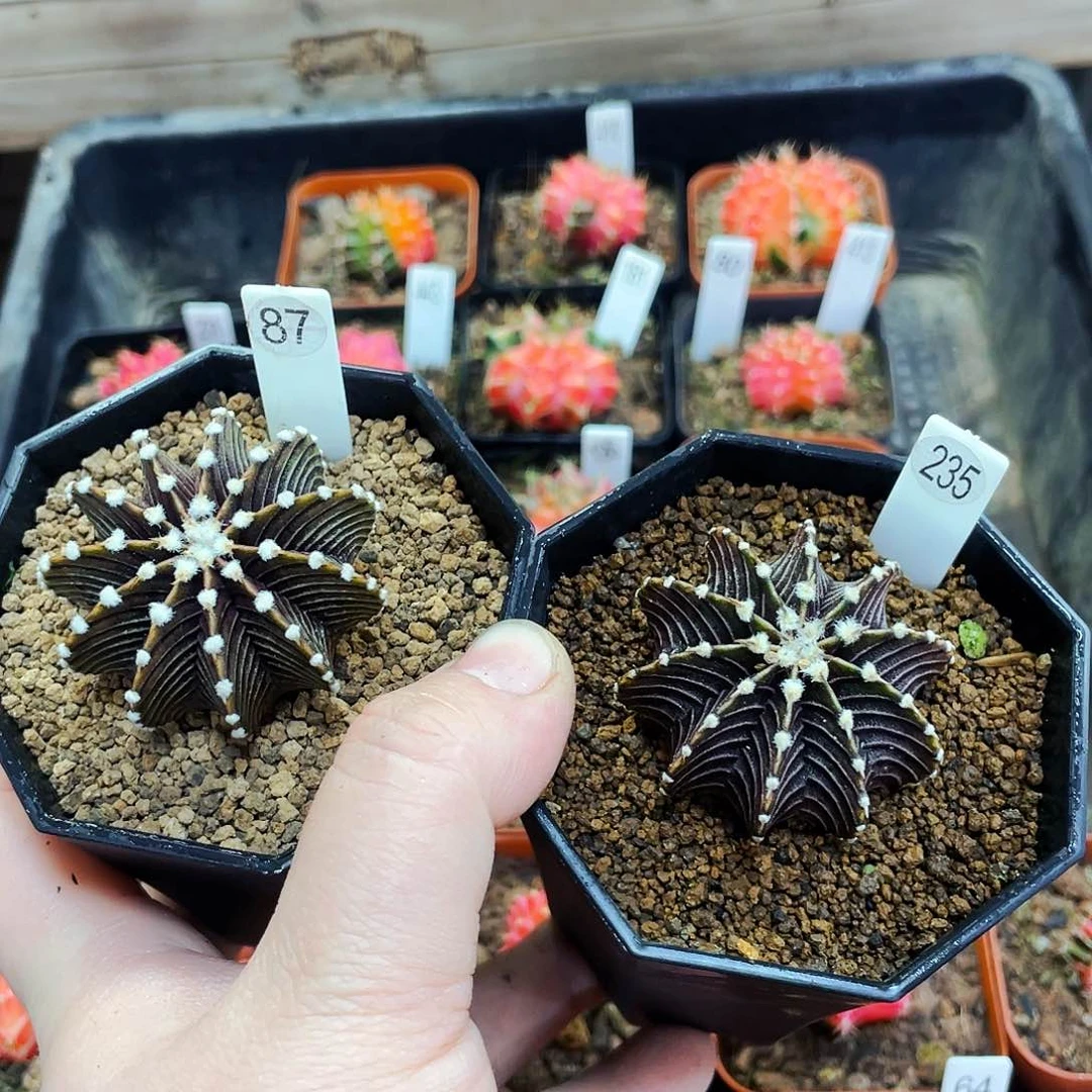 大*儿非偏远地区满25包邮仙人球