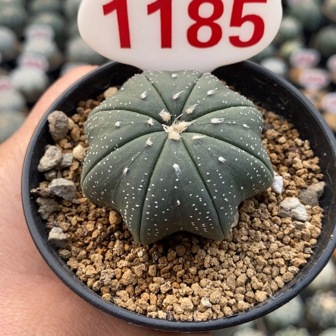 1185海星福利福利