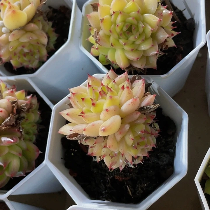 八角盆黄天鹅带盆土