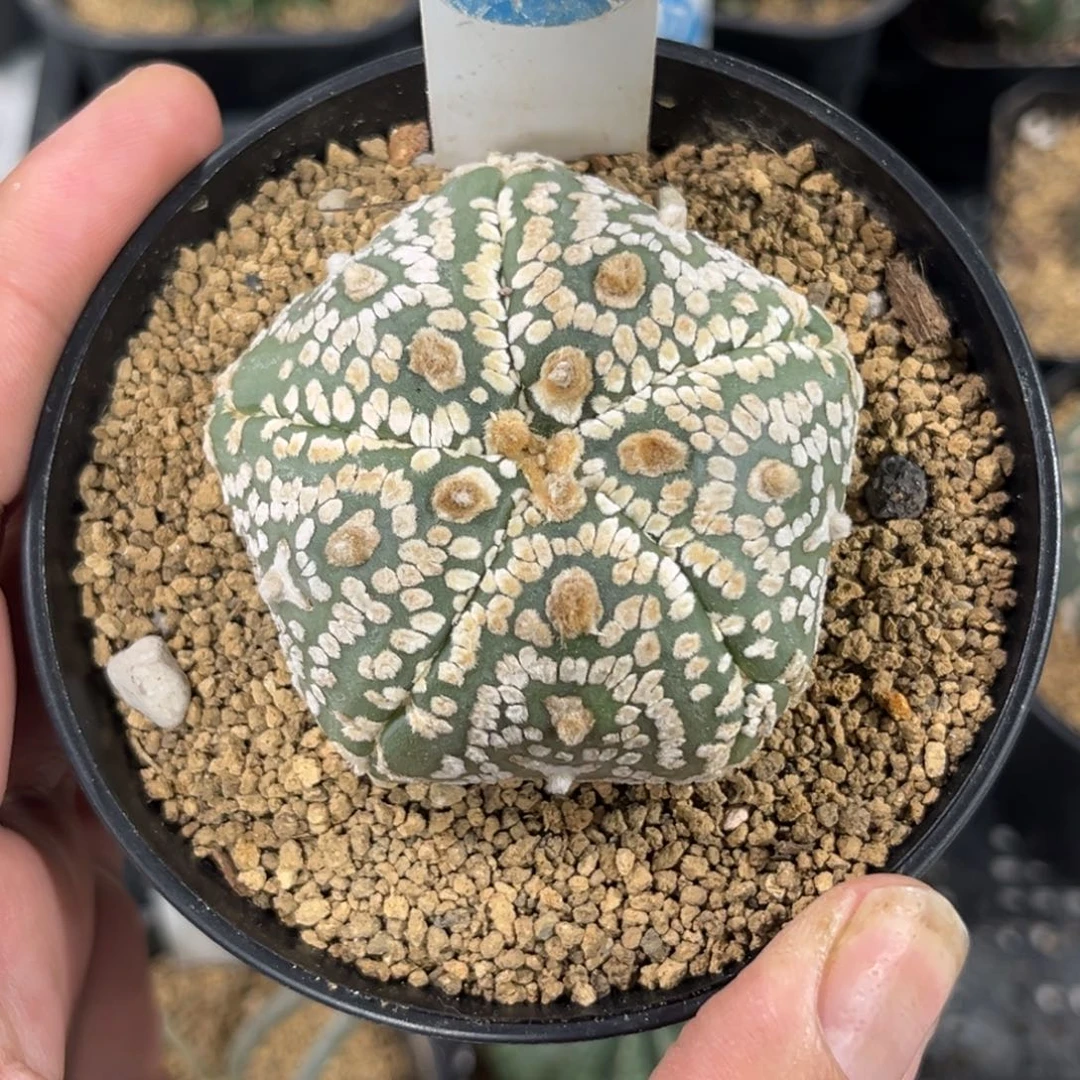 348实生五棱海星V字兜带盆