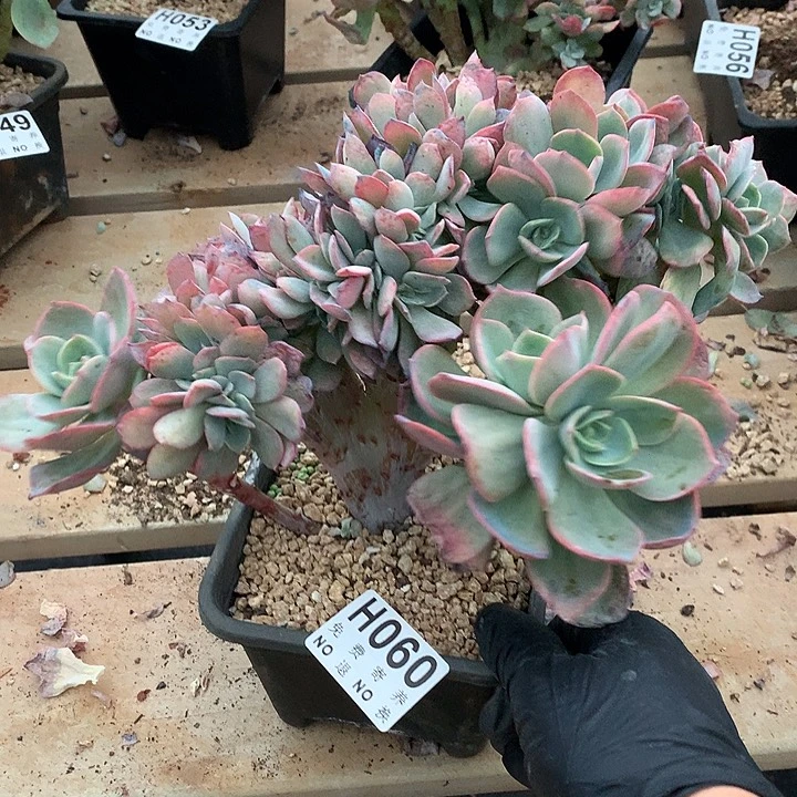 霞光缀化  非偏远38包邮节后发货请联系