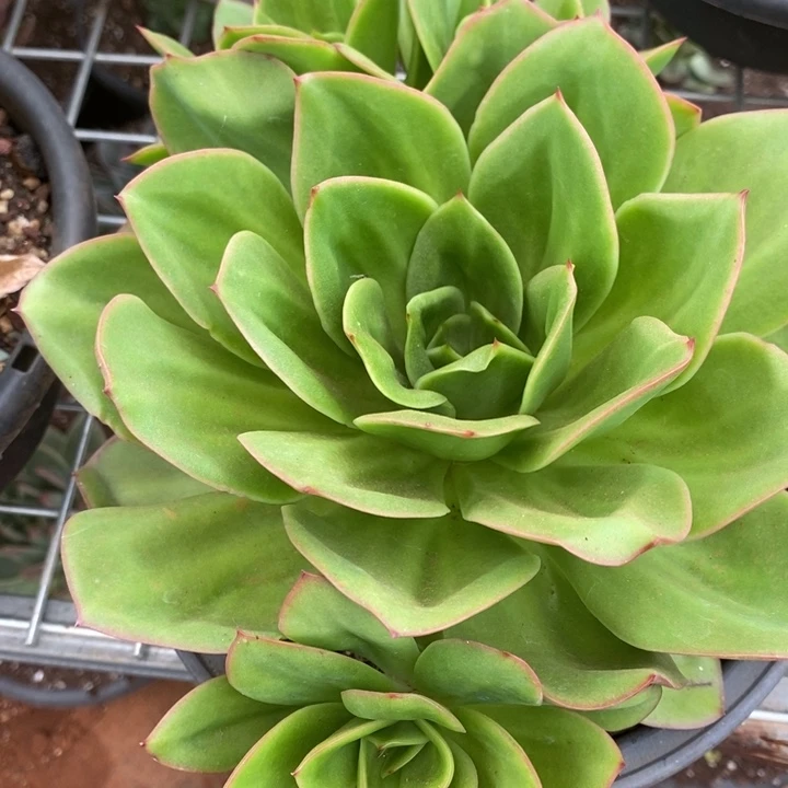 D677- 直播福利 花木兰