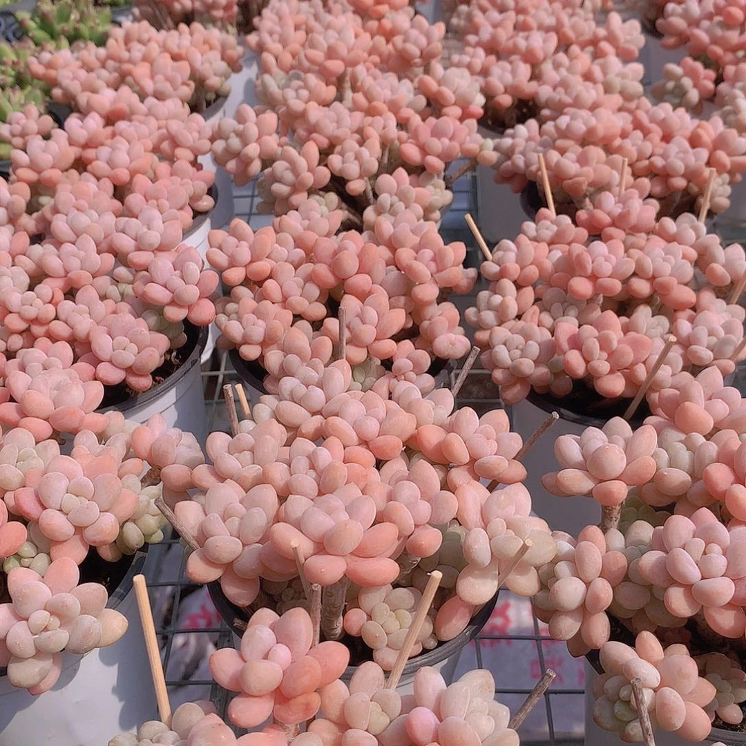 老庄鱼子酱234577899990