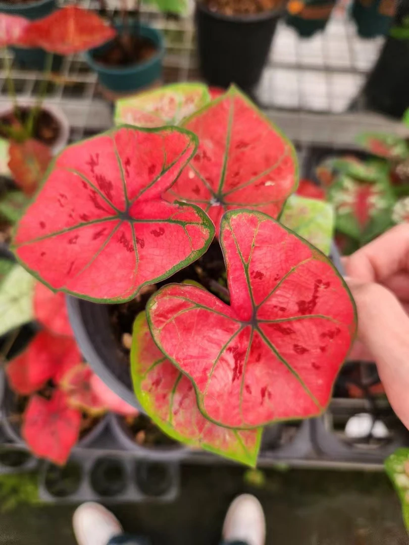 花都优选 彩叶芋 （草莓之心—红茹雪）青山盆