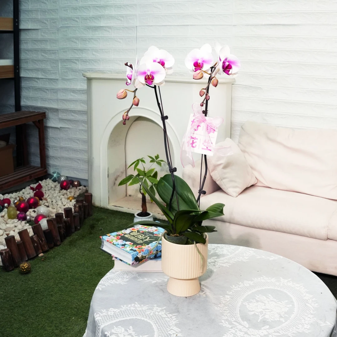 【婚纱】蝴蝶兰桌面阳台绿植花卉盆栽兰花全年开花植物包邮