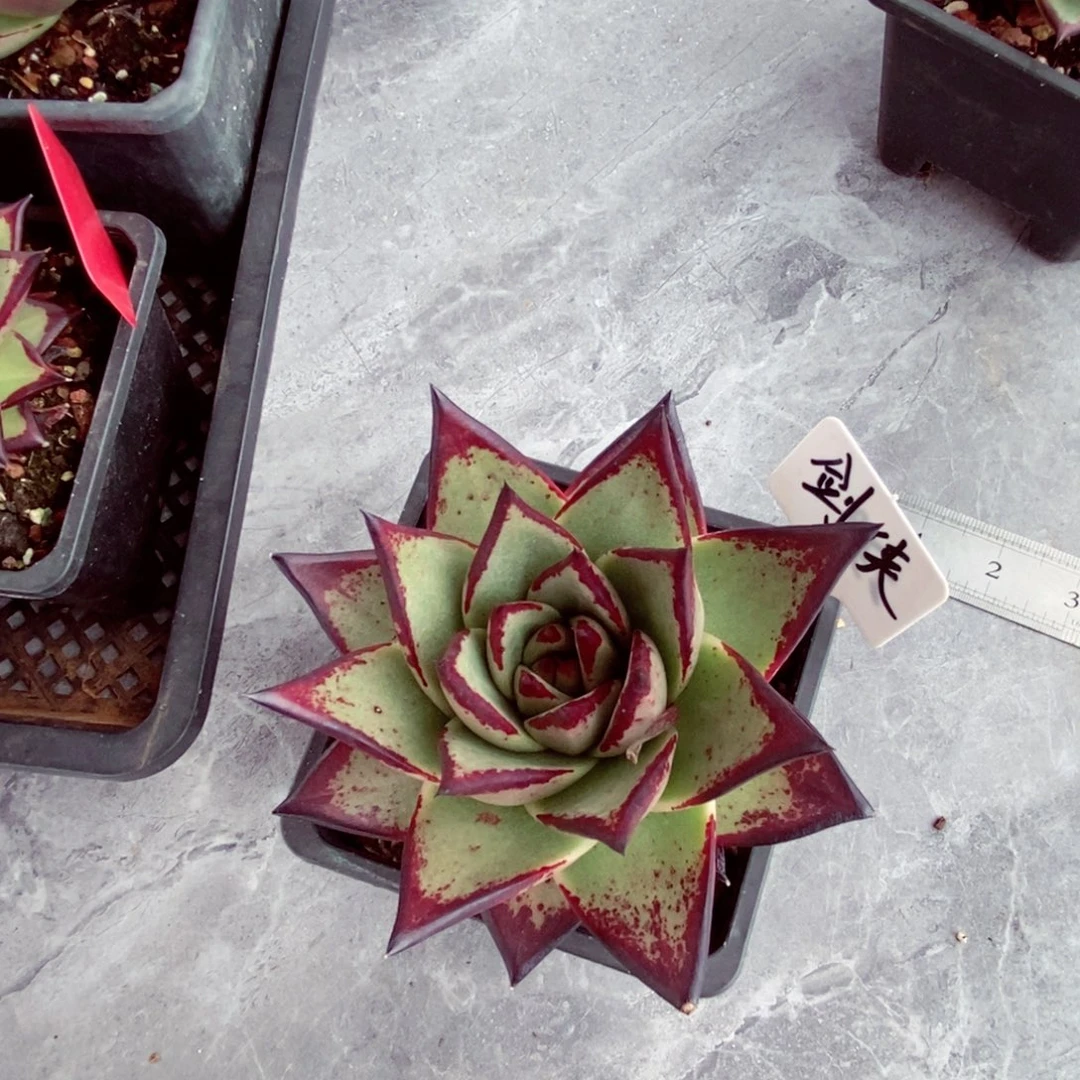 ༄***࿐福利特价美乌测牙