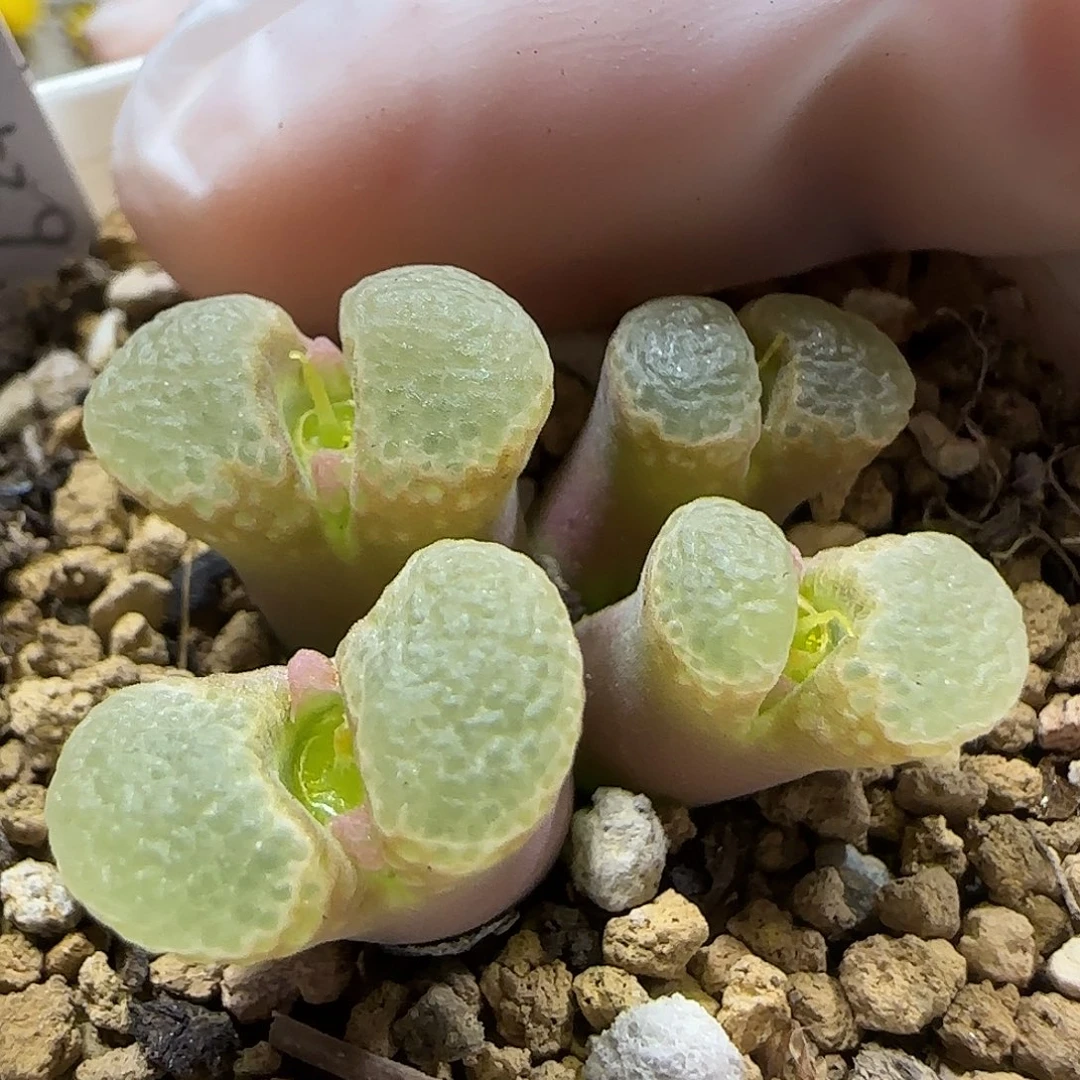 11.18   福利1453.9骚粉。5020