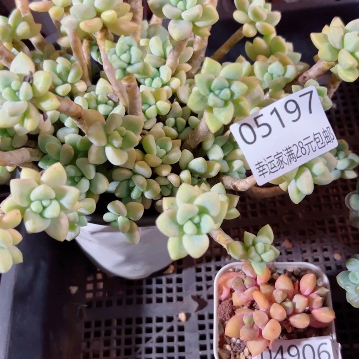 幸运的是我还没遇到过