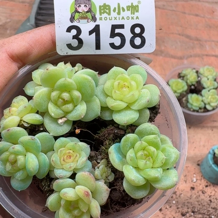 多肉植物多肉植物