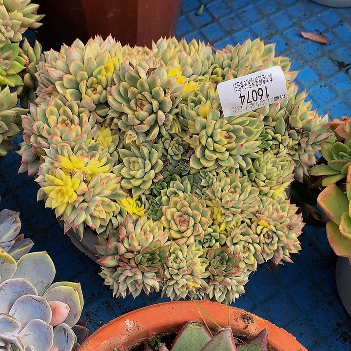 用***2     女厨锦多肉16074