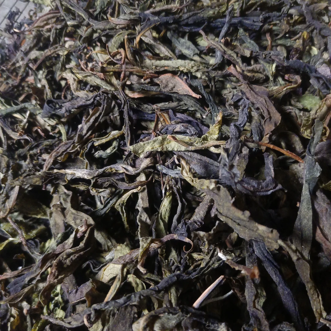 单株黄金叶普洱茶生茶