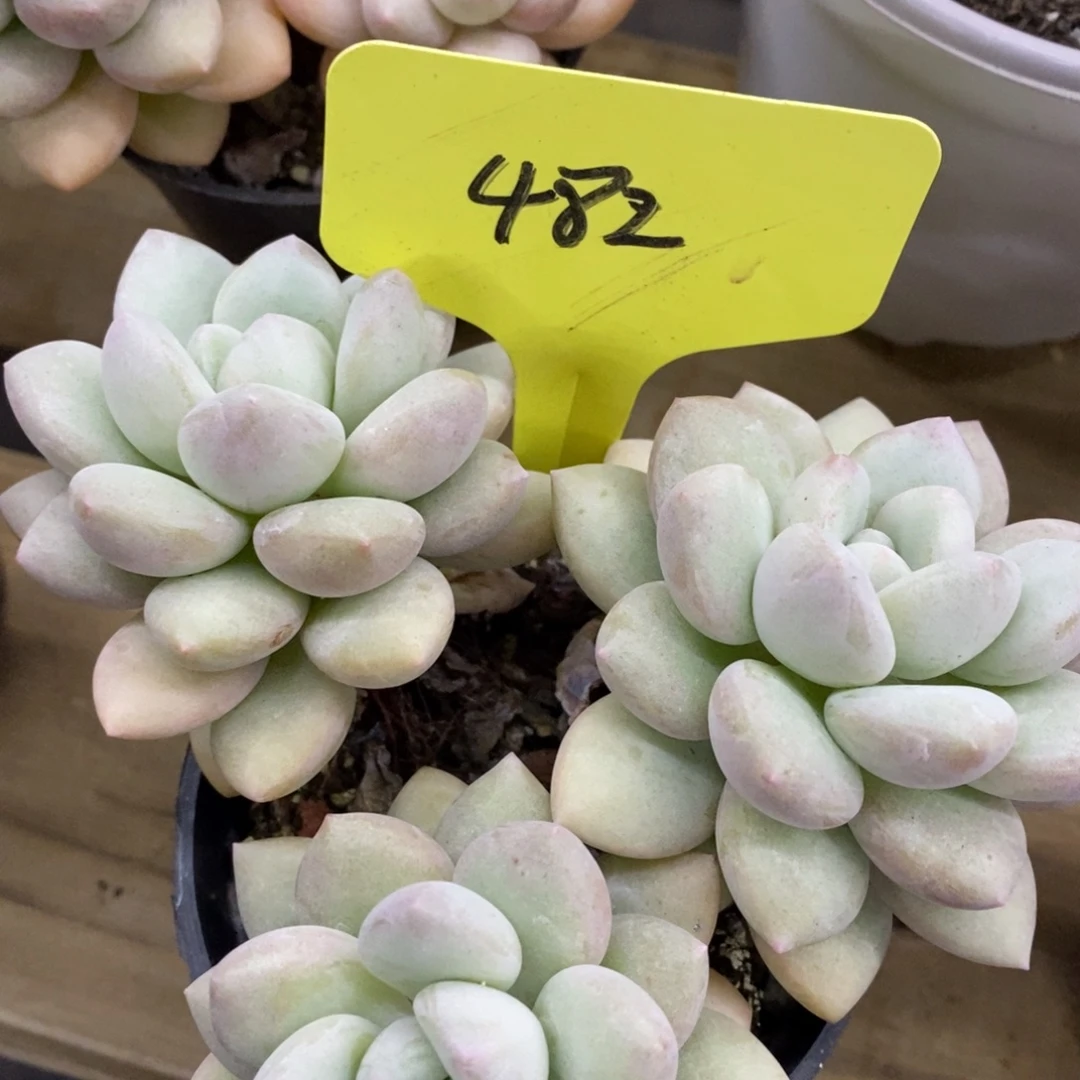 开心多肉，首播，欢迎