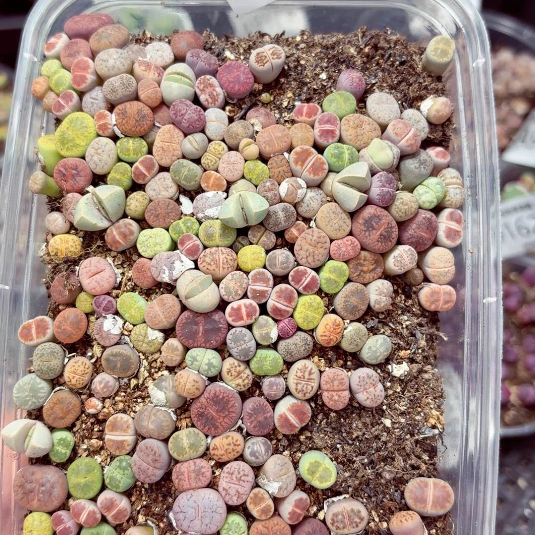 9195––零下地区需拍保温箱