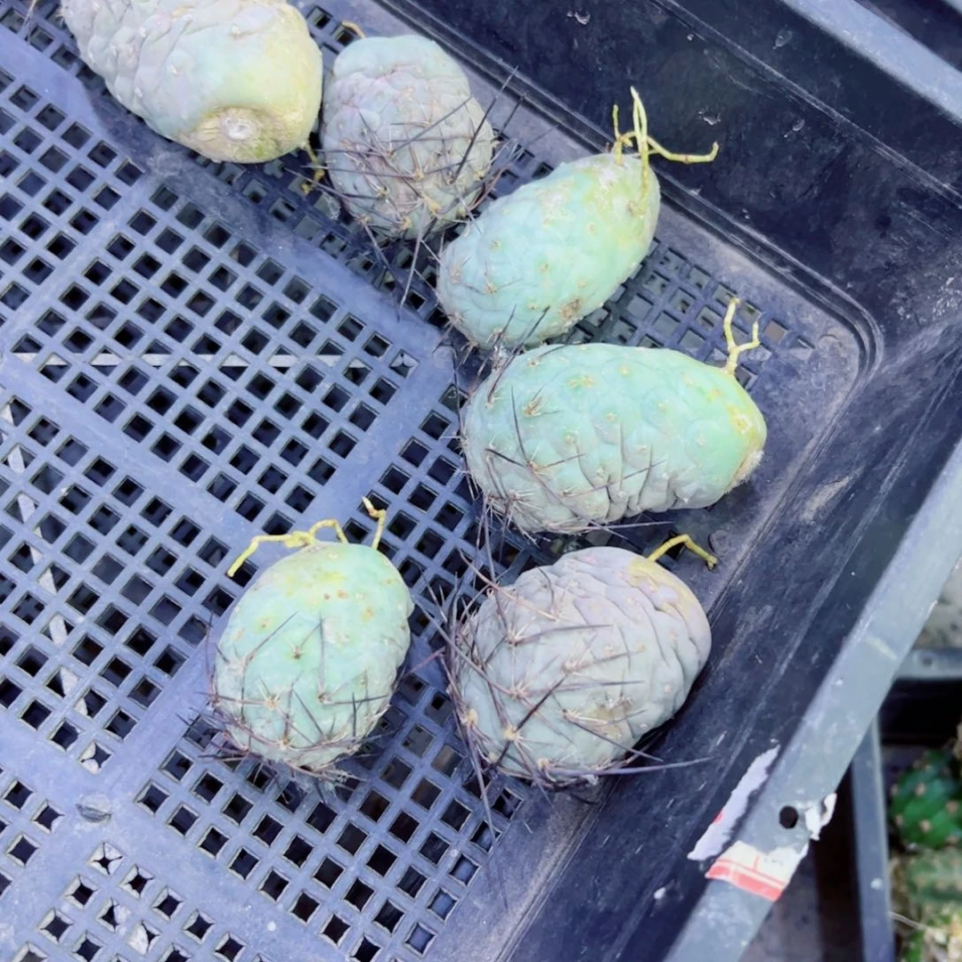 下8习志野软丑斑点歪无根侧芽4公分左右20包邮