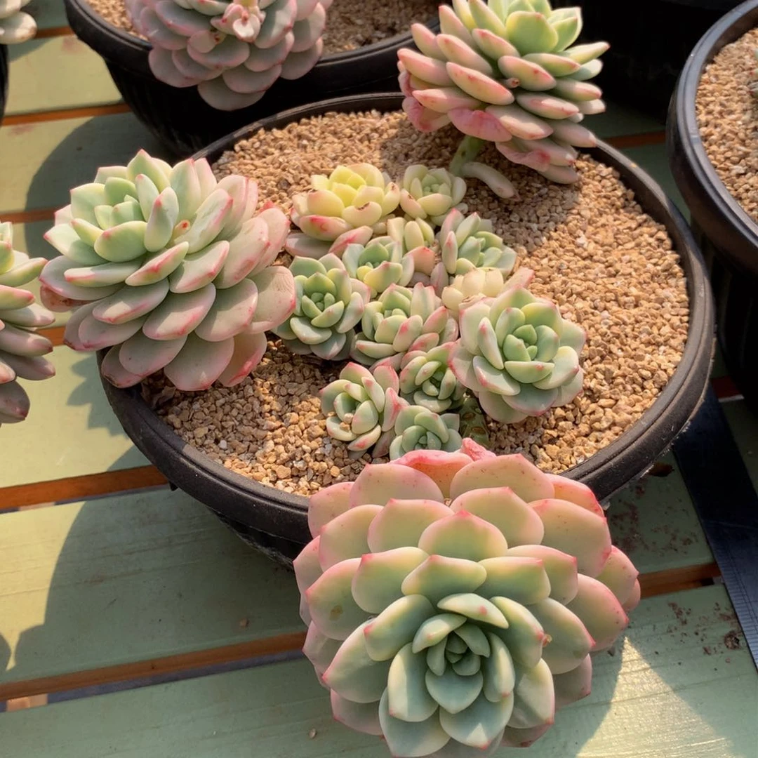 香草锦锦上园艺一物一拍