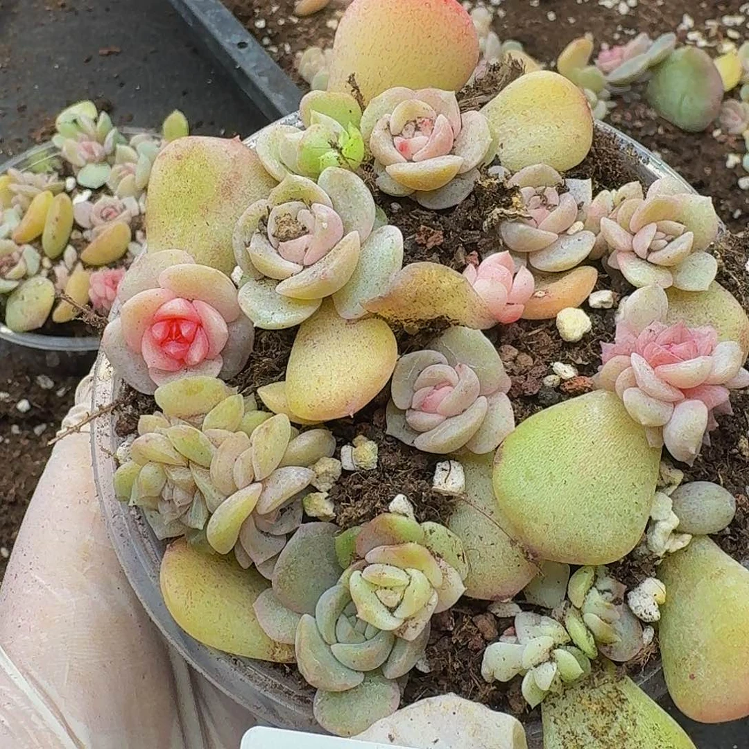 多肉植物多肉植物374