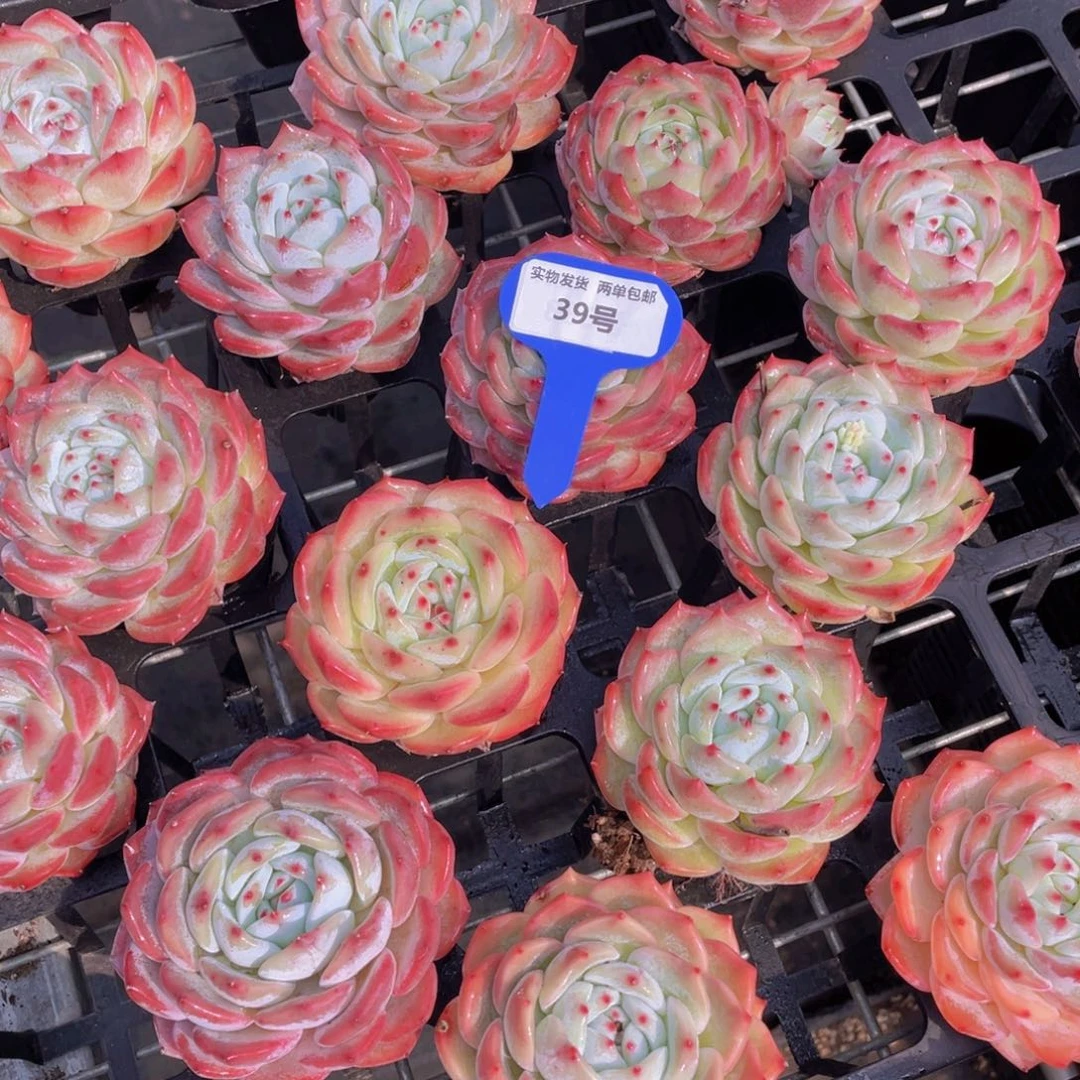 39号元气桃桃母本大单头一个