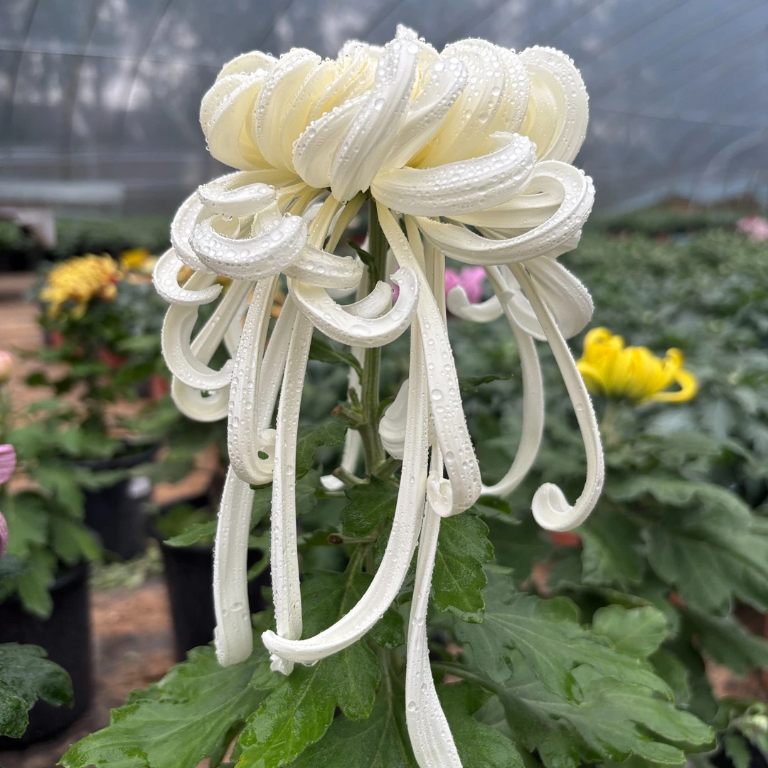 【独本菊·瑞云殿】大花九月菊秋菊立秋植物盆栽地栽多年生植物