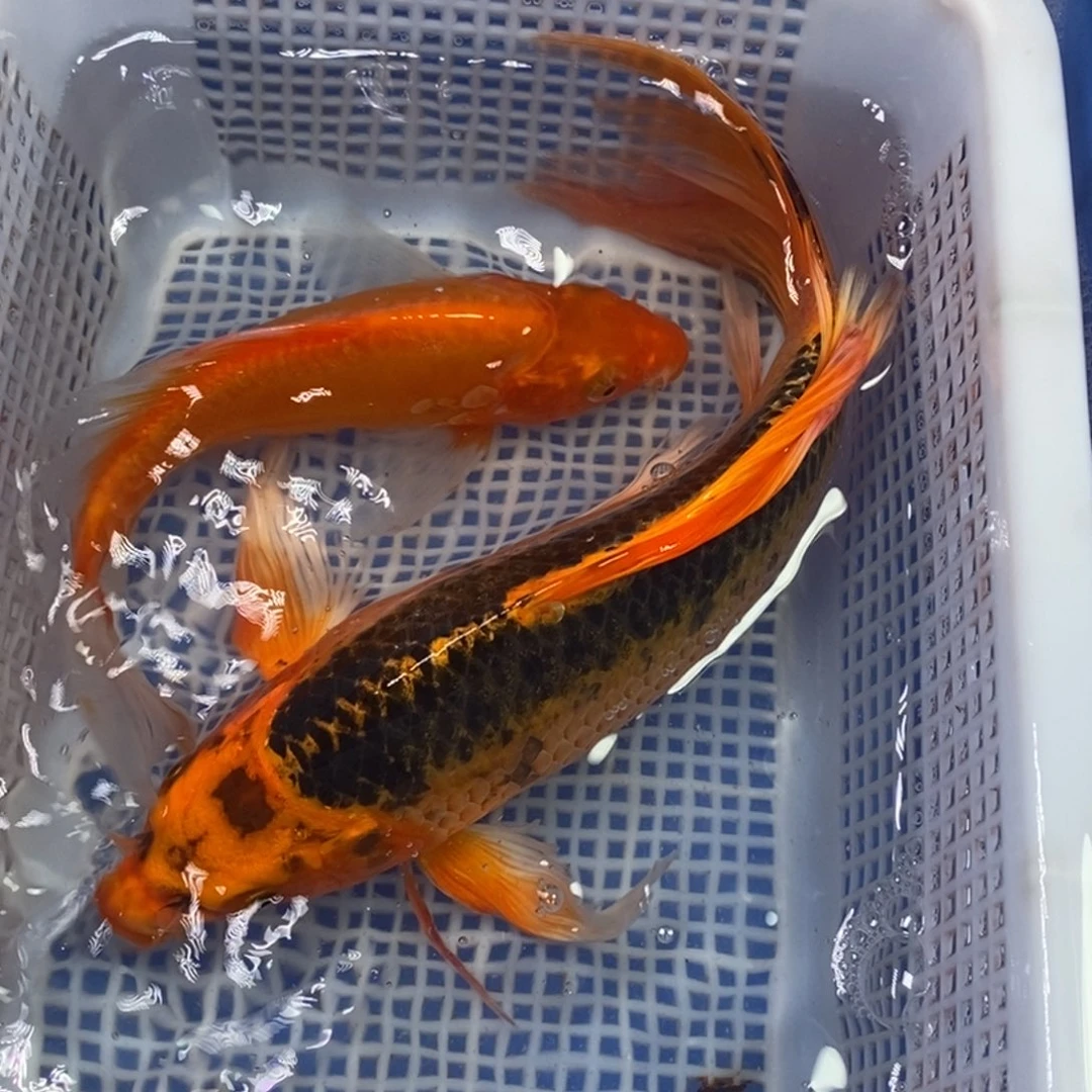锦鲤冷水锦鲤包邮