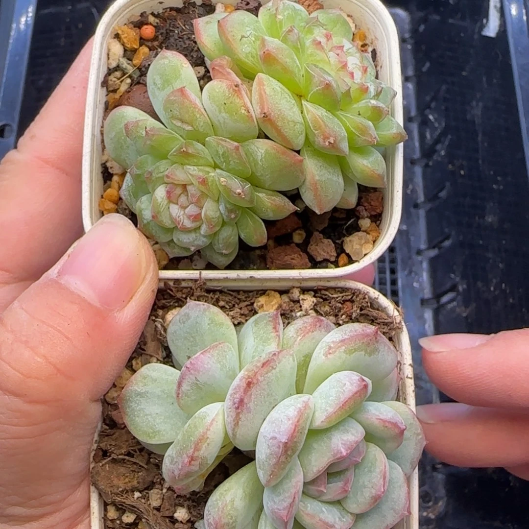 【非偏远一单包邮福利出】544不保整两颗