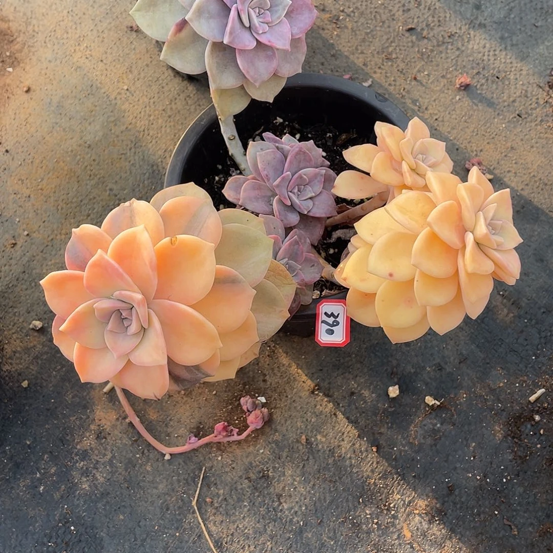 390紫乐锦 一物一拍多肉