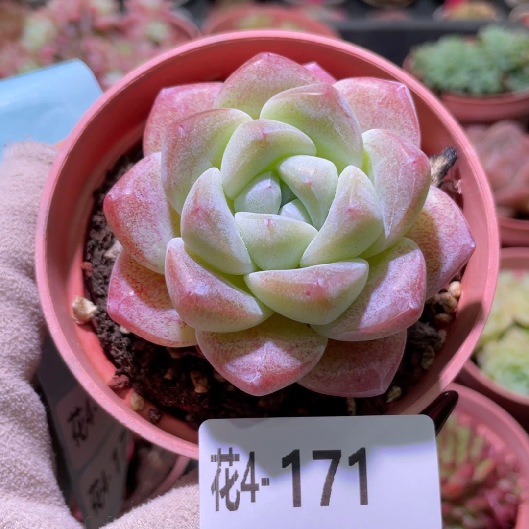 花利美4-171冰玉单头