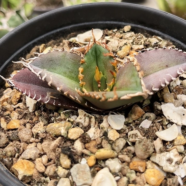 潮流植物优选金刚肥苗