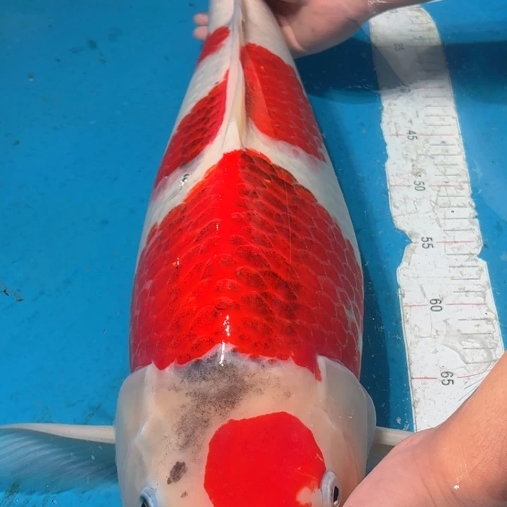 锦鲤葡萄衣专拍链接
