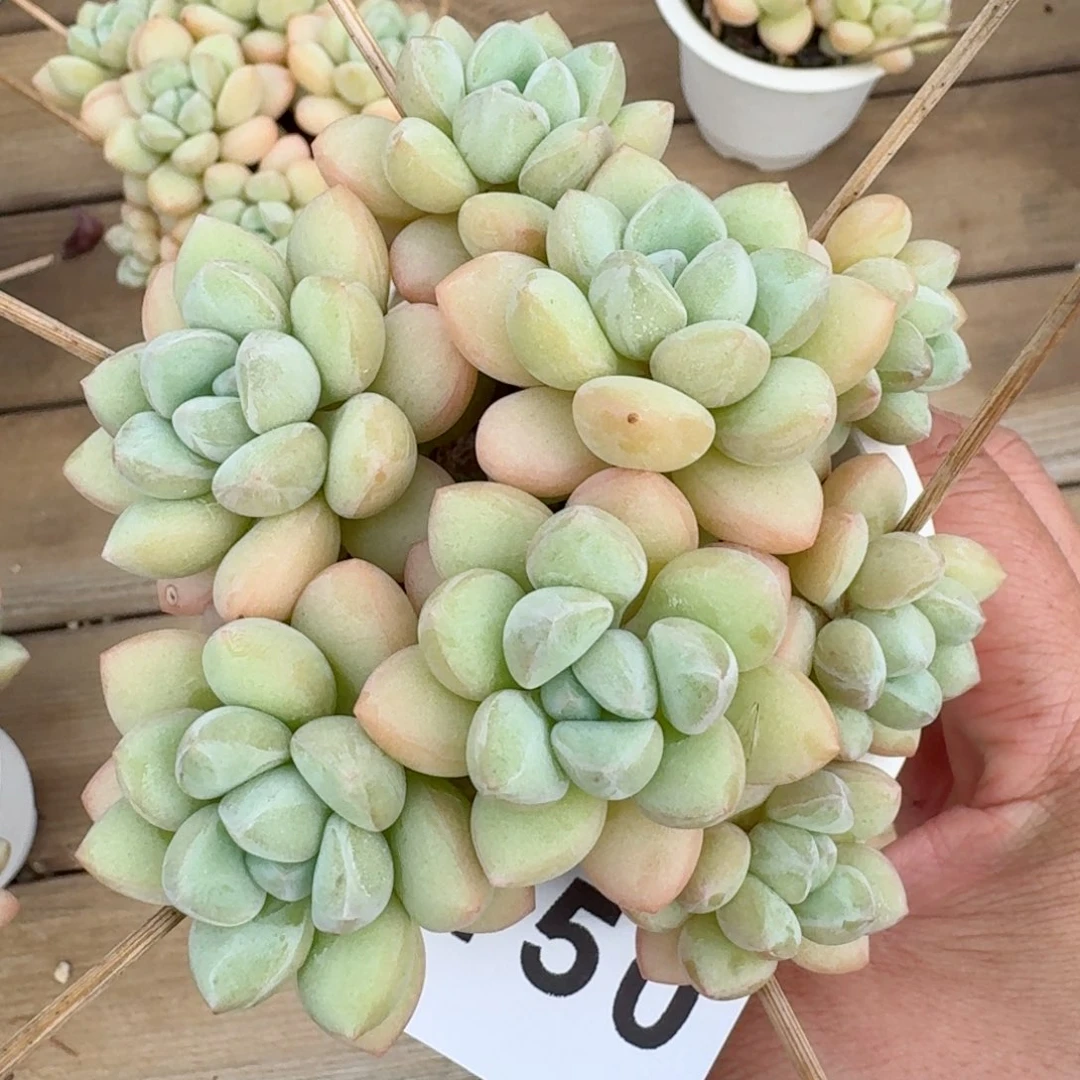 泡泡糖群生        精美多肉植物