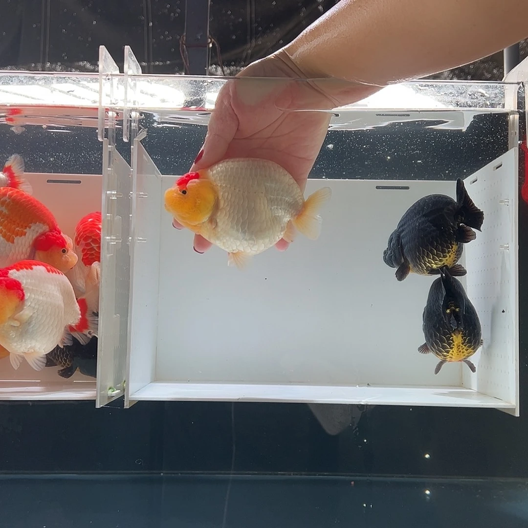 大***在海水鱼丹顶红白兰寿