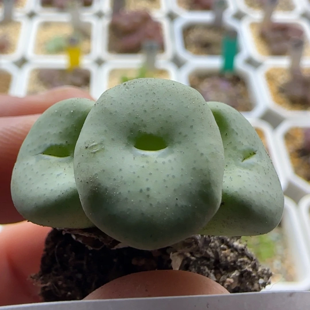 【闪购商品】14770（紫花饼）