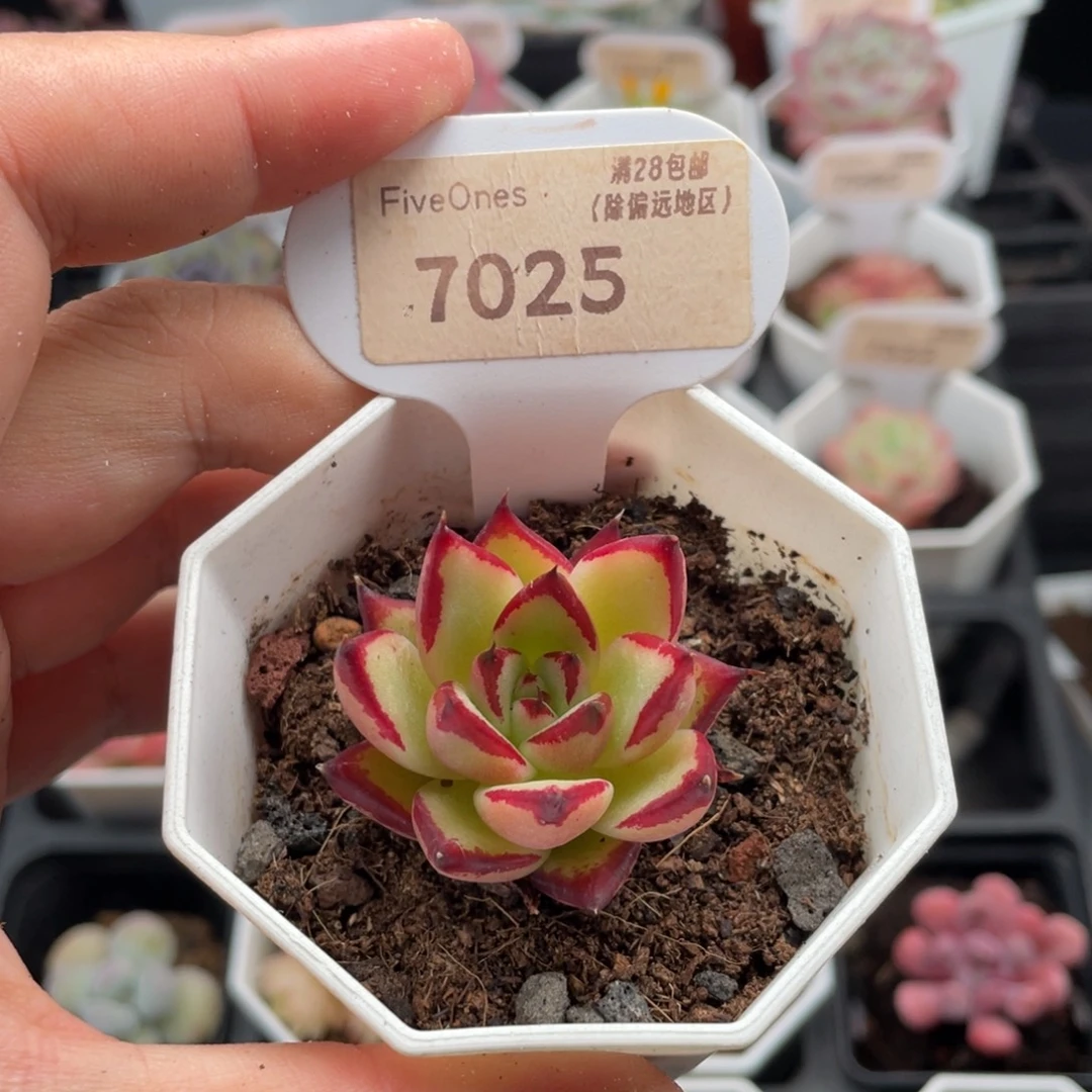 乌木7025-4.0厘米