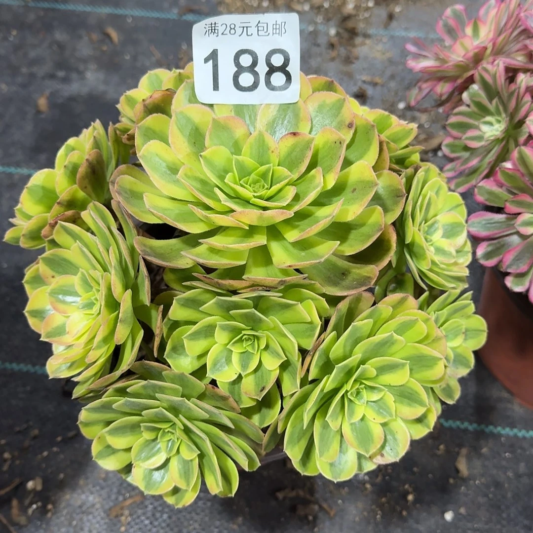 雨荷法师0000000188