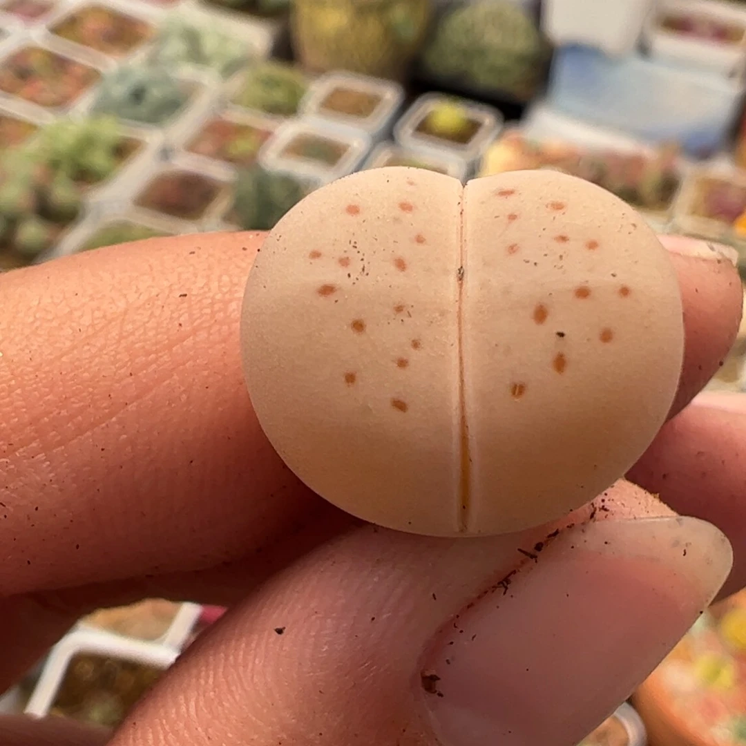 雨****045多肉植物百科