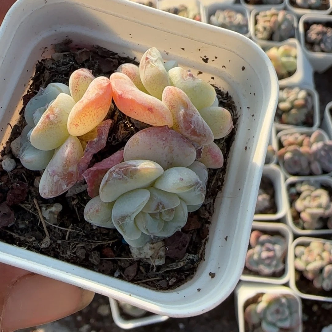 小卡拉米糖心一物一拍