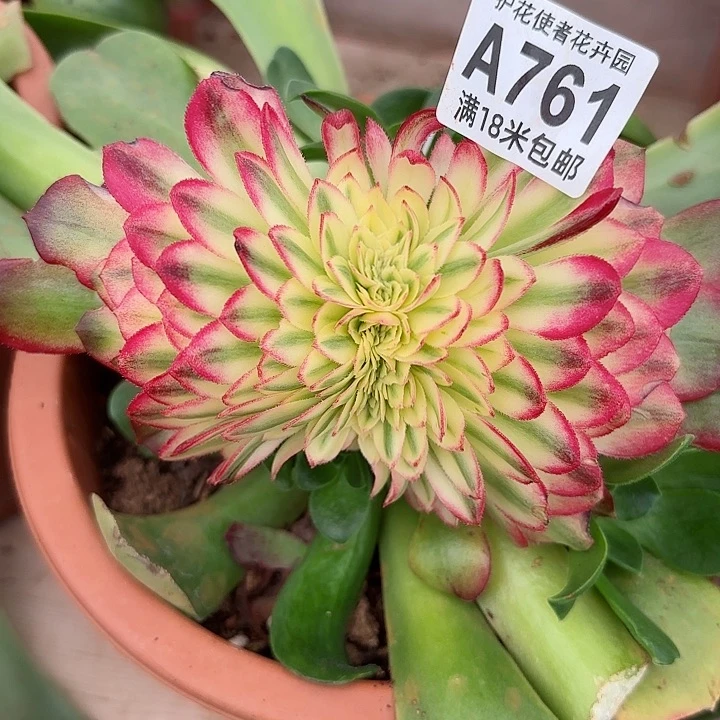 钢**售多肉法师龙鳞缀化