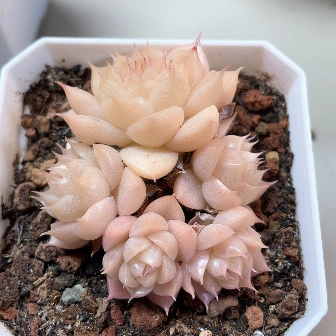 优选麦秆福利051