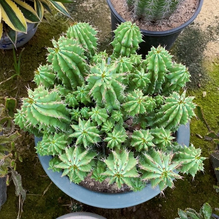 完全开放魁伟玉裸根发货28cm