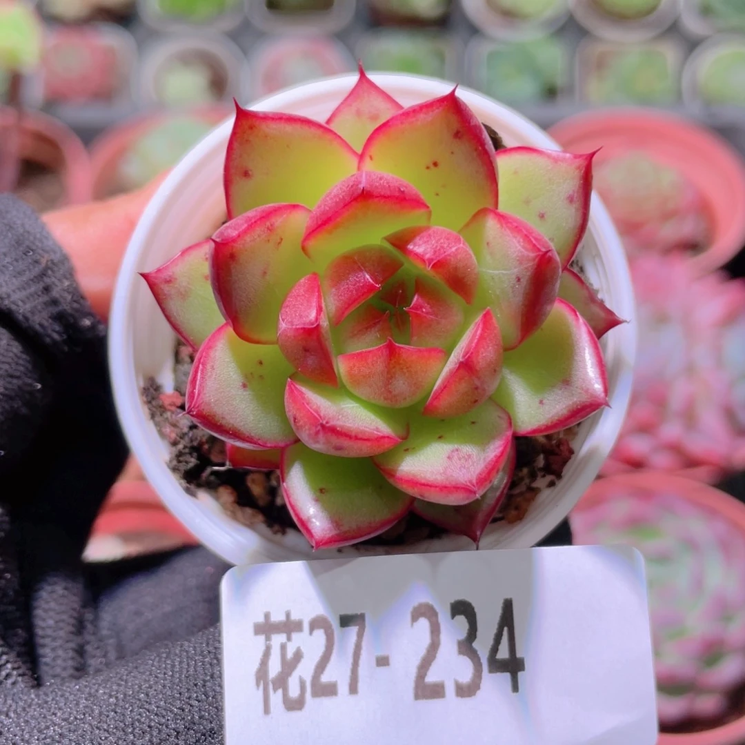 花利美27-234新品