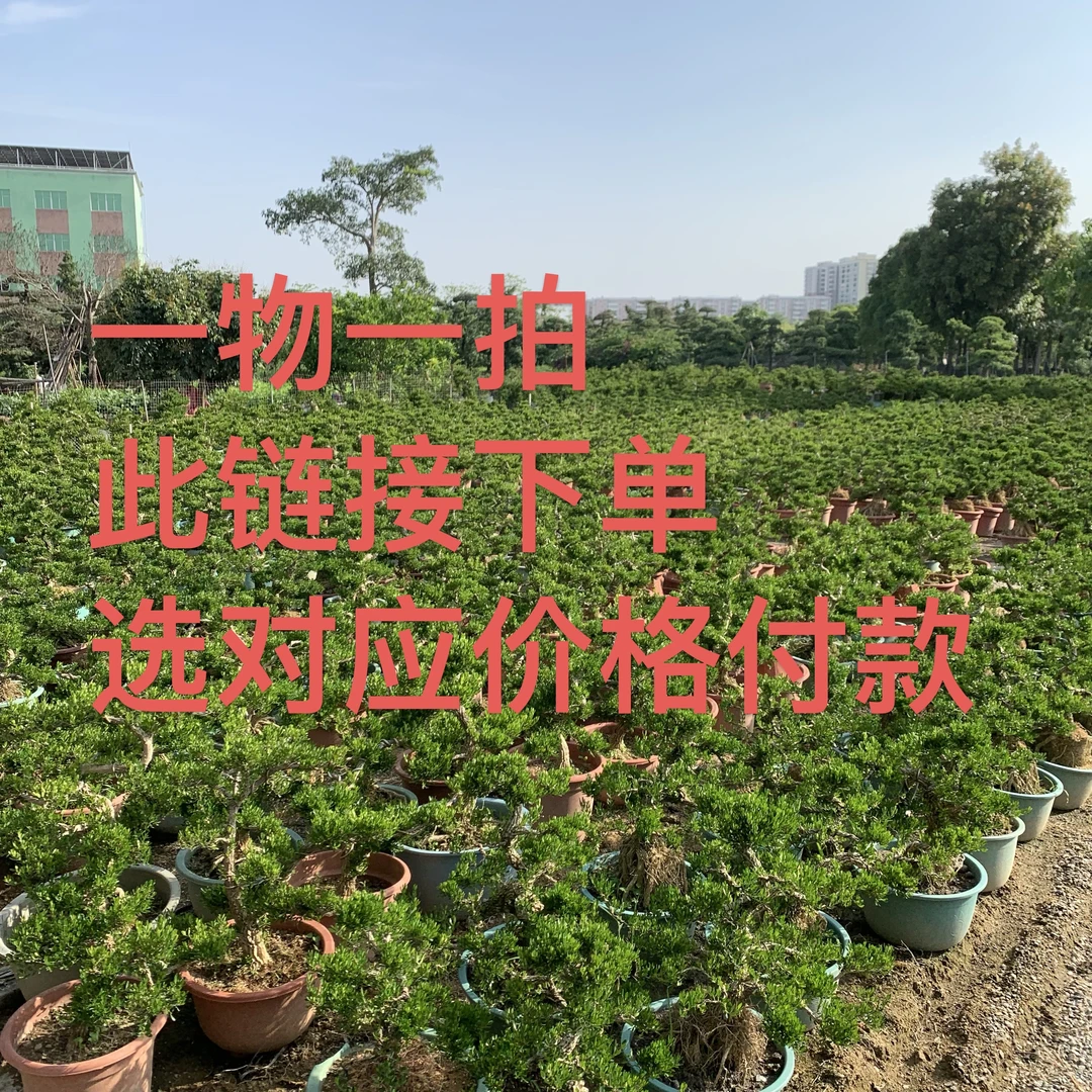 【雀舌黄杨】一物一拍，找对应价位（70-1000）付款