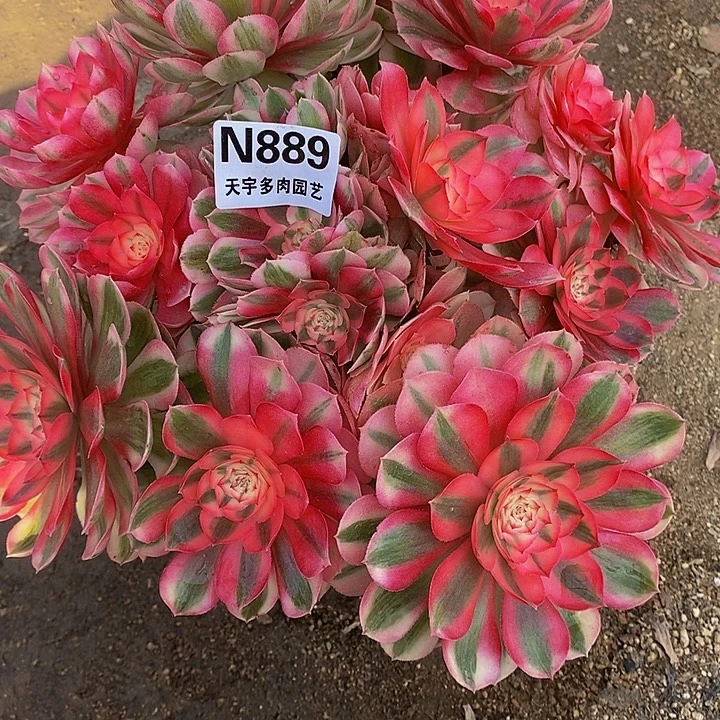 多肉植物倾城889多肉