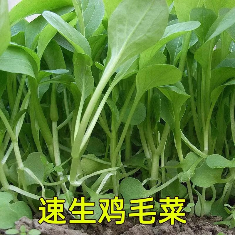鸡毛菜菜籽种子上海青菜菜种籽大全蔬菜种孑阳台盆栽小白菜籽四季