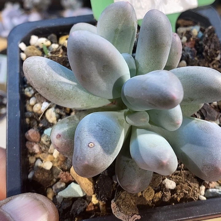 米可小树带锦410号的啊啊啊多肉啊啊