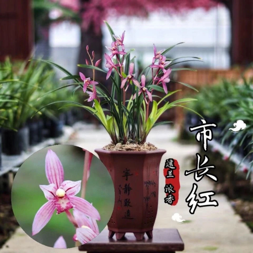 建兰市长红裸根发货新手好养易活花期6 - 12月自然棚养殖兰花