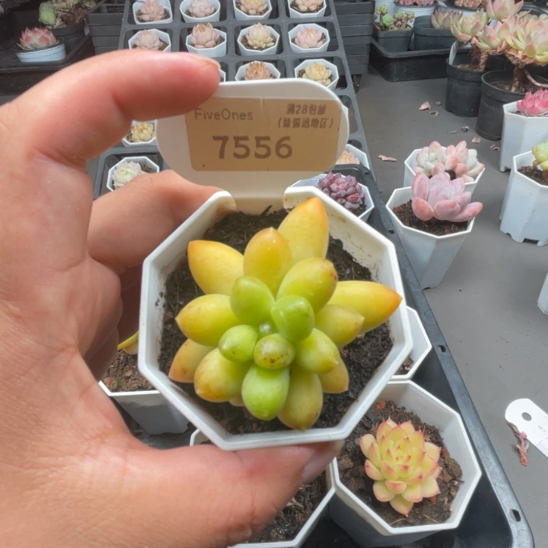 ️***7556黄香蕉4.5厘米