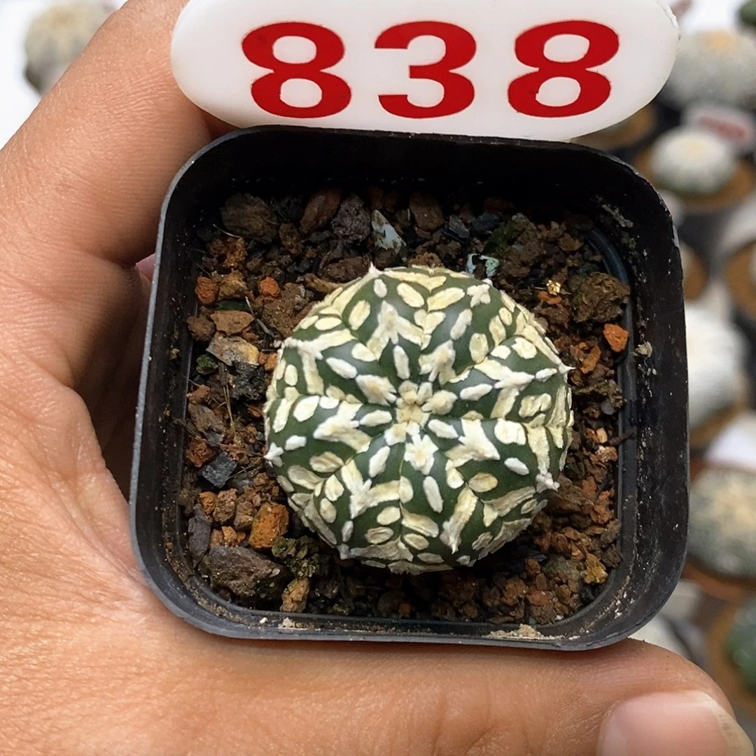 838福利特价来了打榜