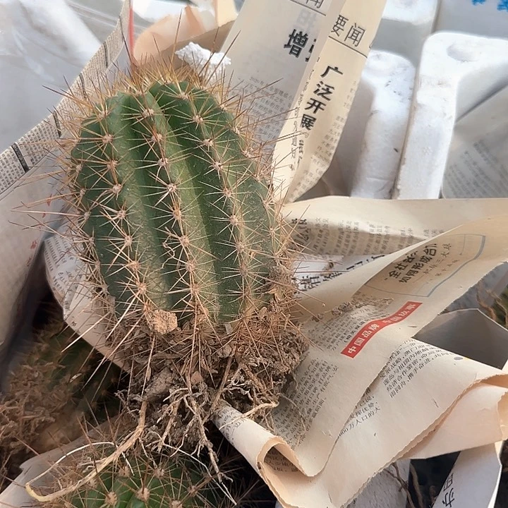 爱****）粉桃30得毛花柱