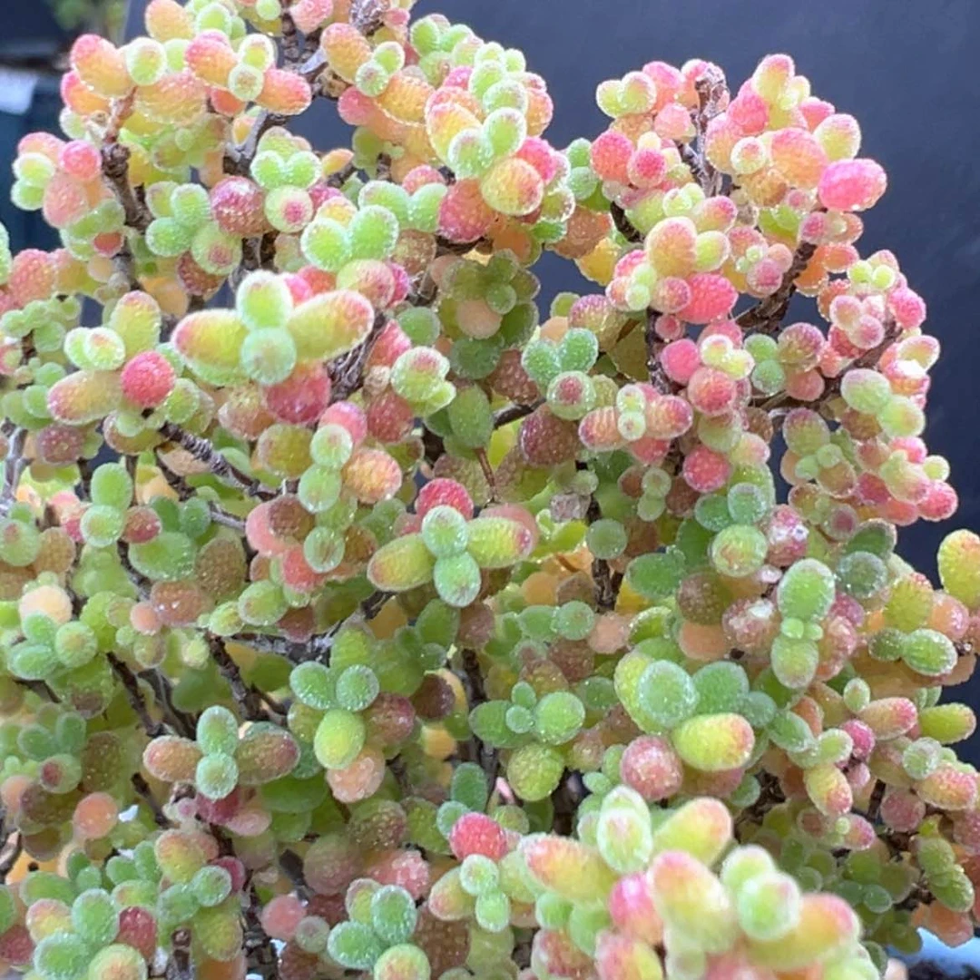 【闪购商品】dy6364精控蜜橘糖球冠幅5.5cm