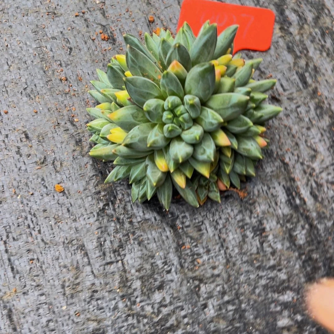 心***晴0027下午多肉植物群生